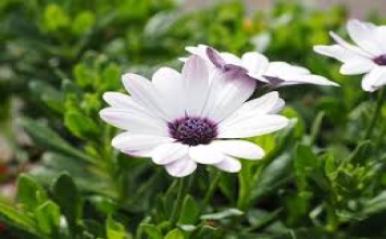 Cúi người xuống để có thể ngóc đầu lên
